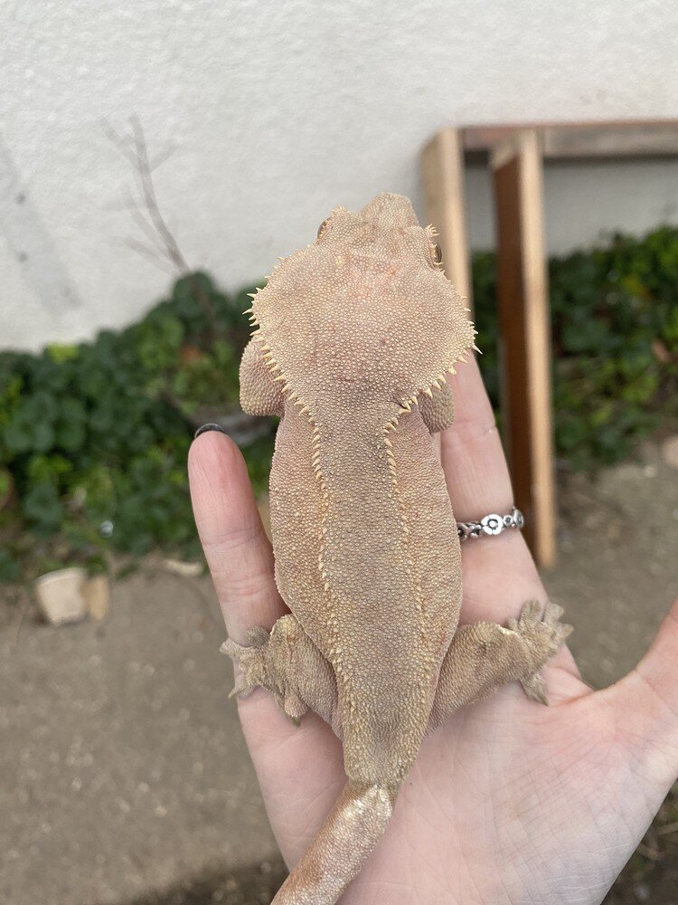 Crested Gecko Morph / Trait Guide - Crested Geckos - MorphMarket ...