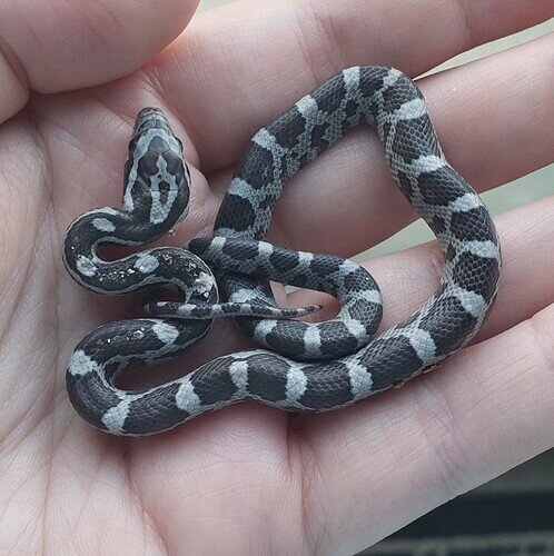 dark and light gray baby corn snake on hand