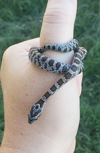 gray baby corn snake wrapped around thumb