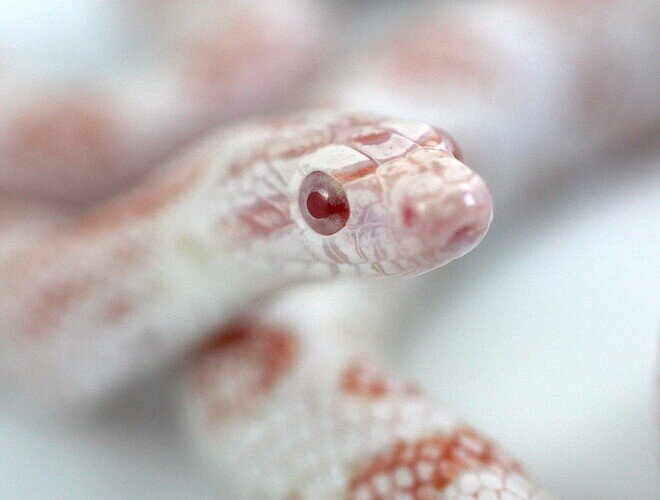 red and white corn snake closeup of eye