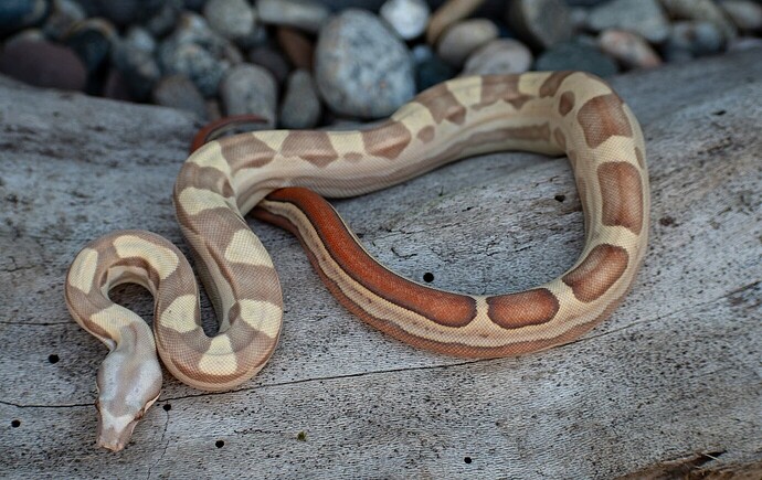 17545914148502969348498901174381