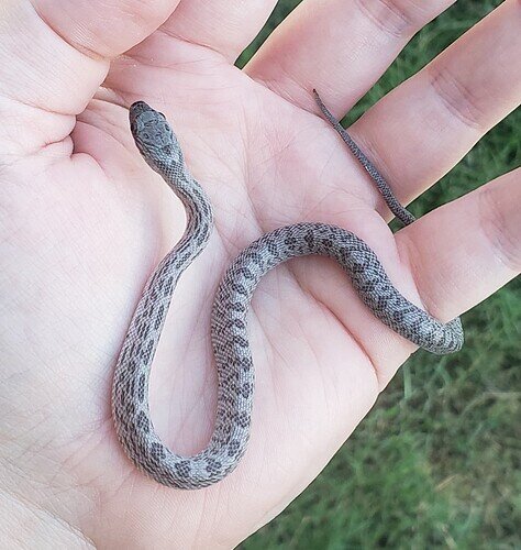 gray baby corn snake on hand