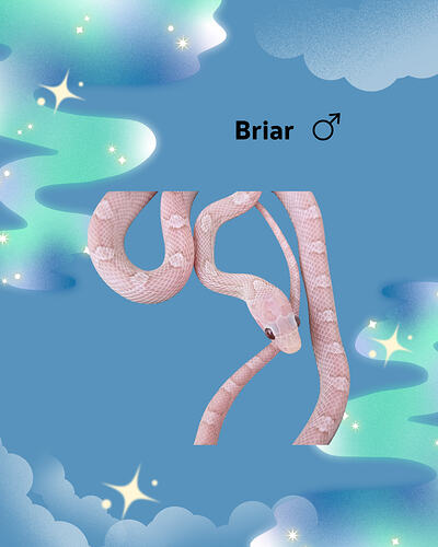 Briar