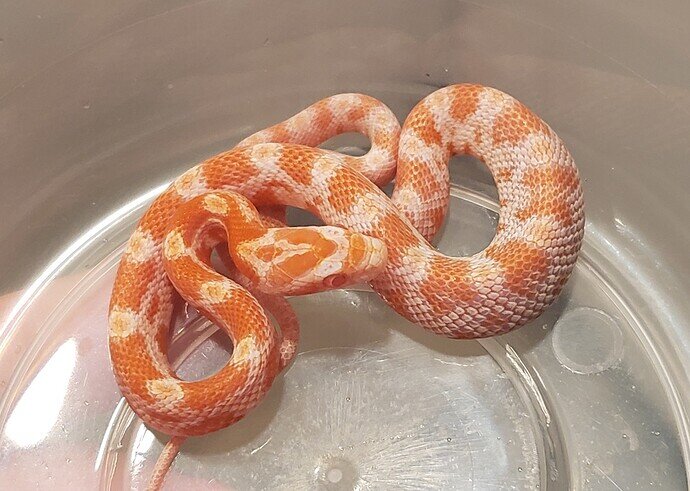 bright orange baby corn snake with lump in belly