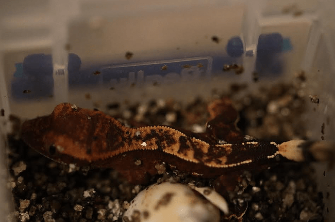 Screenshot 2022-06-05 7.17.10 PM