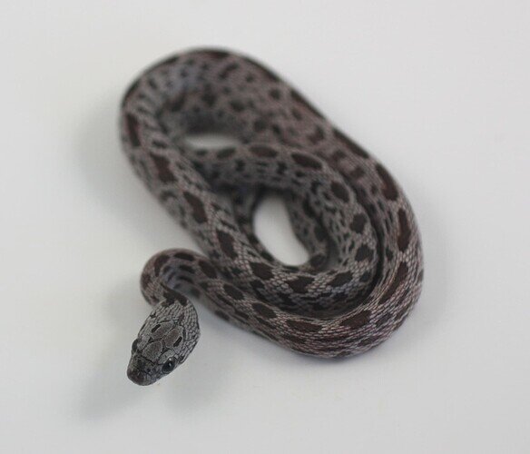 light and dark gray baby corn snake
