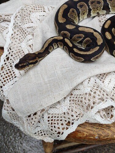 IMG_20230624_182647108_BURST001-01