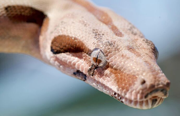 Pinky eye