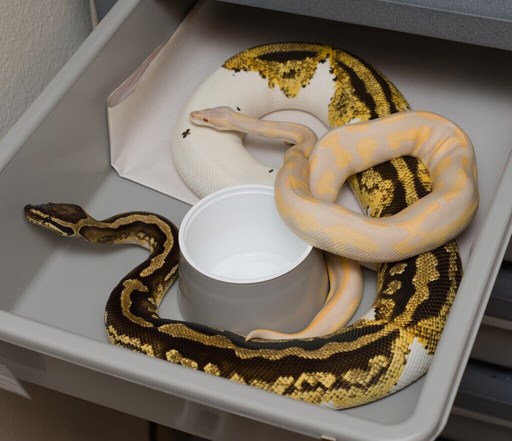 Biological Canvas 2023 Breeding Season - Ball Pythons - MorphMarket ...