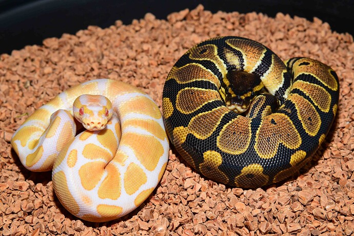 HOG & Albino HOH