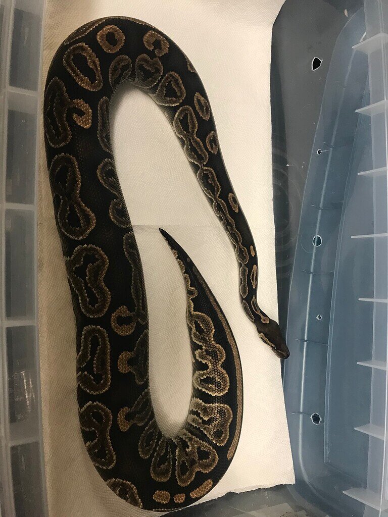 mom and daughter - ball pythons - morphmarket reptile... Lets see some Gravid Mama pictures - Ball Pythons - MorphMarket Reptile ...