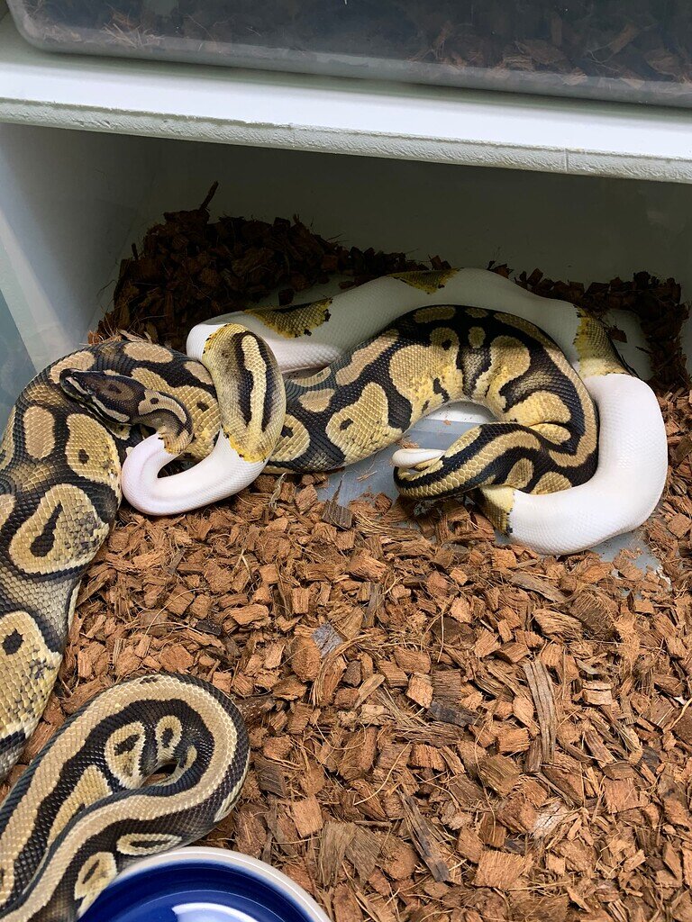 First lock this breeding season - Ball Pythons - MorphMarket Reptile ...