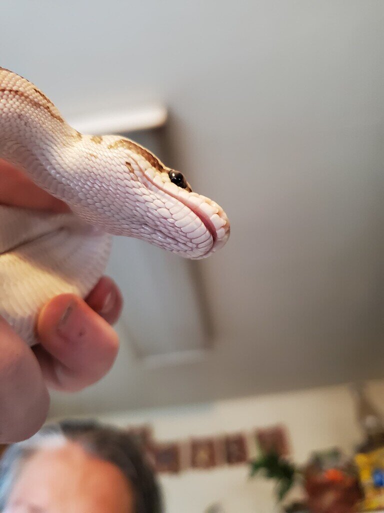BP swollen snout/lip? - Ball Pythons - MorphMarket Reptile Community