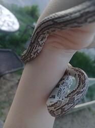 20260603_210445_Original