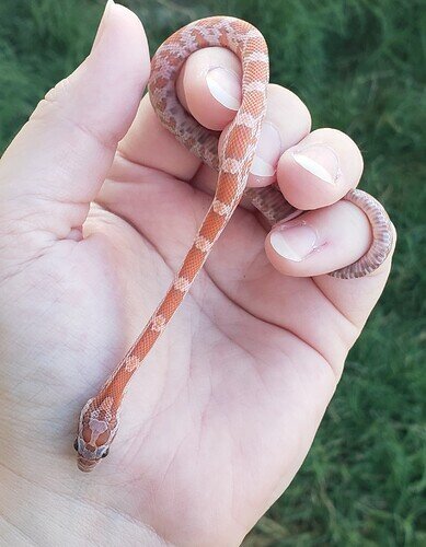 pale orange baby corn snake in hand