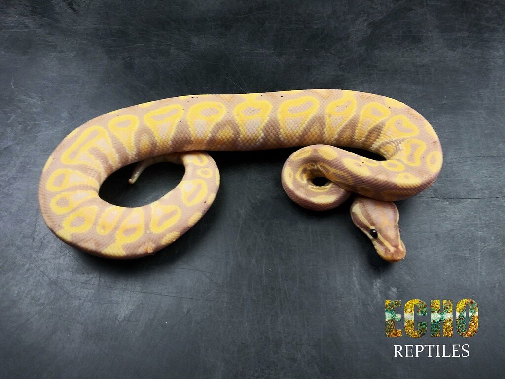 Closed Auction Banana Blitz 100% Het Vpi Axanthic - Auction for Reptile Relief 101 Charity ...