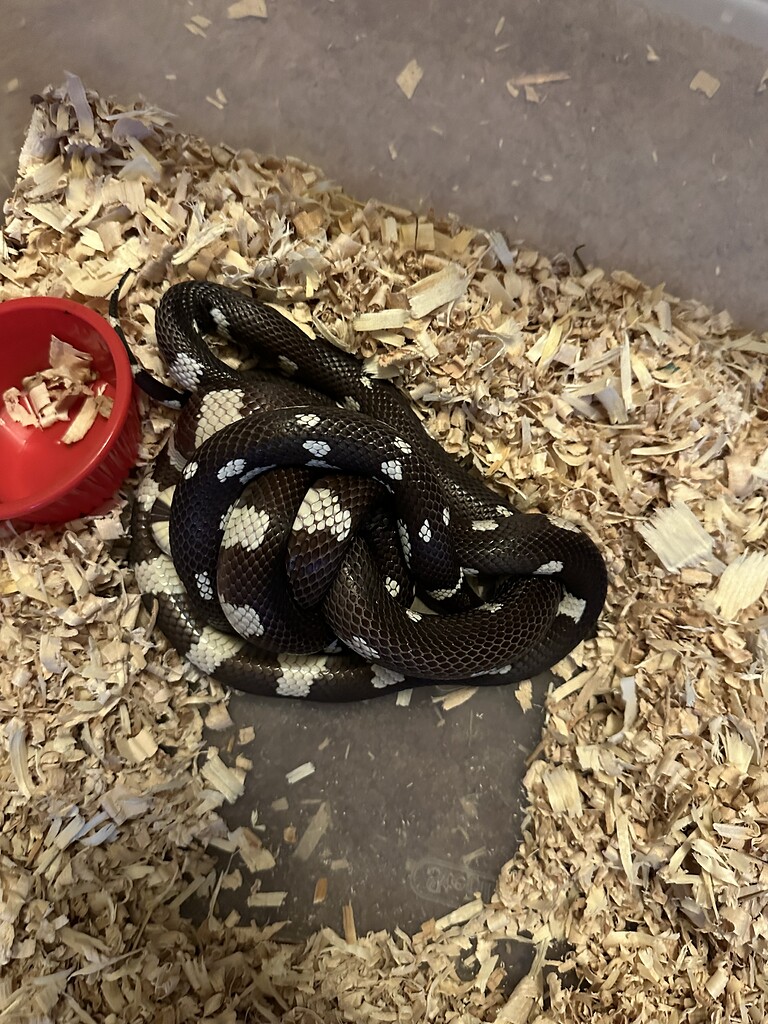 This is why you baby sit your breeding kings - Kingsnakes - MorphMarket ...