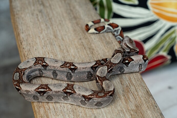 Poss Jungle het kahl 1st-1