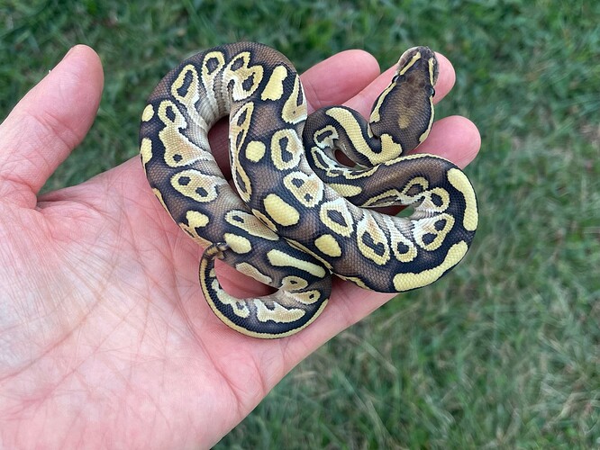 AB