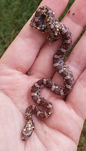 baby corn snake with vermiculite stuck to it