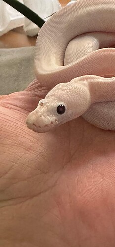 Screenshot_20251103_193029_WhatsApp