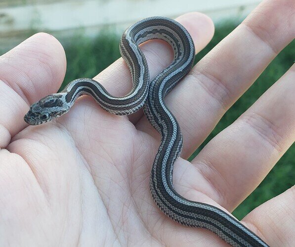 gray striped baby corn snake on hand