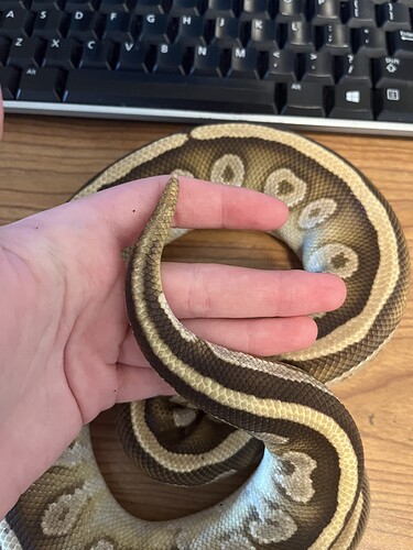 a nice fade I always like of BEL genes