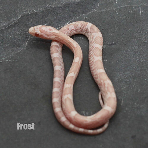 Frost_Angle_NL