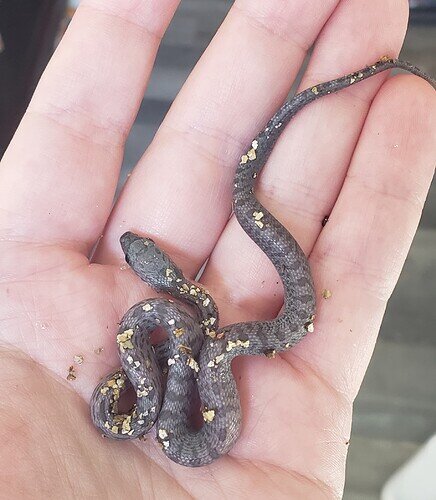 Small, gray baby corn snake in hand