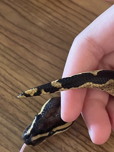 Magruder, single gene gravel male