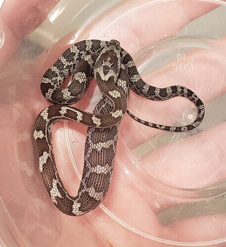 gray baby corn snake with lump in belly