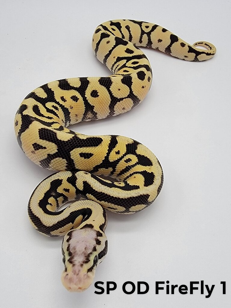 Codom Sixes 5 codom clutch id assistance - Ball Pythons - MorphMarket Reptile Community