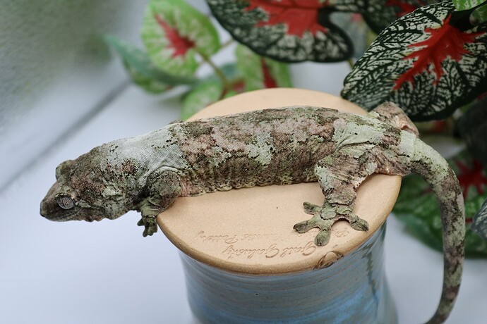 24ED9264-9E0E-4F0B-BA6A-A5DE49F22257_1_105_c