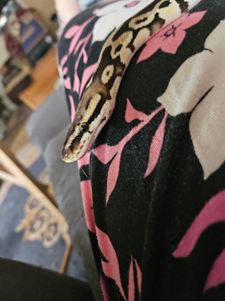 Sharknose defect, and defects in general - Ball Pythons - MorphMarket ...