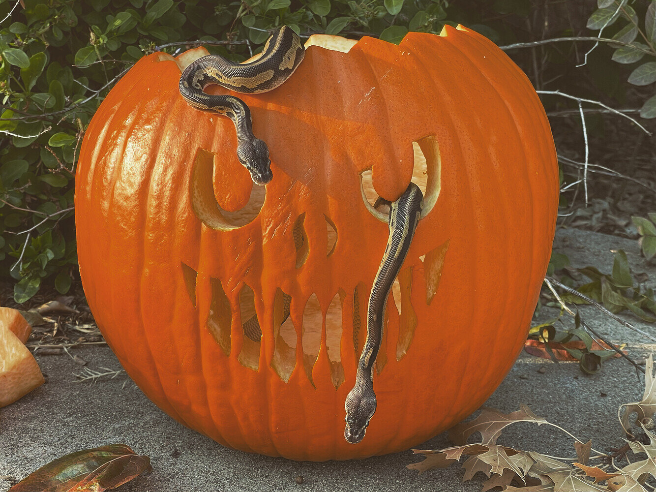 Twin Ball Python Questions Ball Pythons MorphMarket Reptile Community