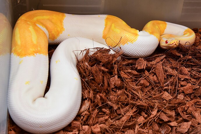Adult HOG Albino Pied