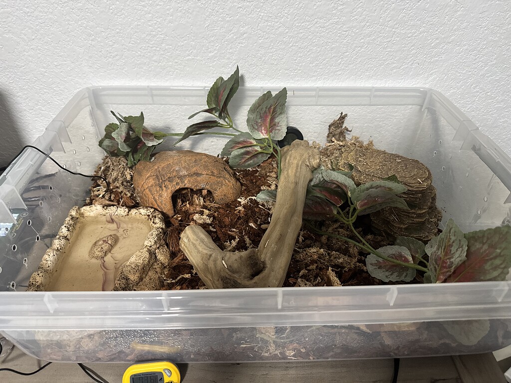 Curated visual reference: Visual Reference: Feeding Young Bp Update Ball Pythons