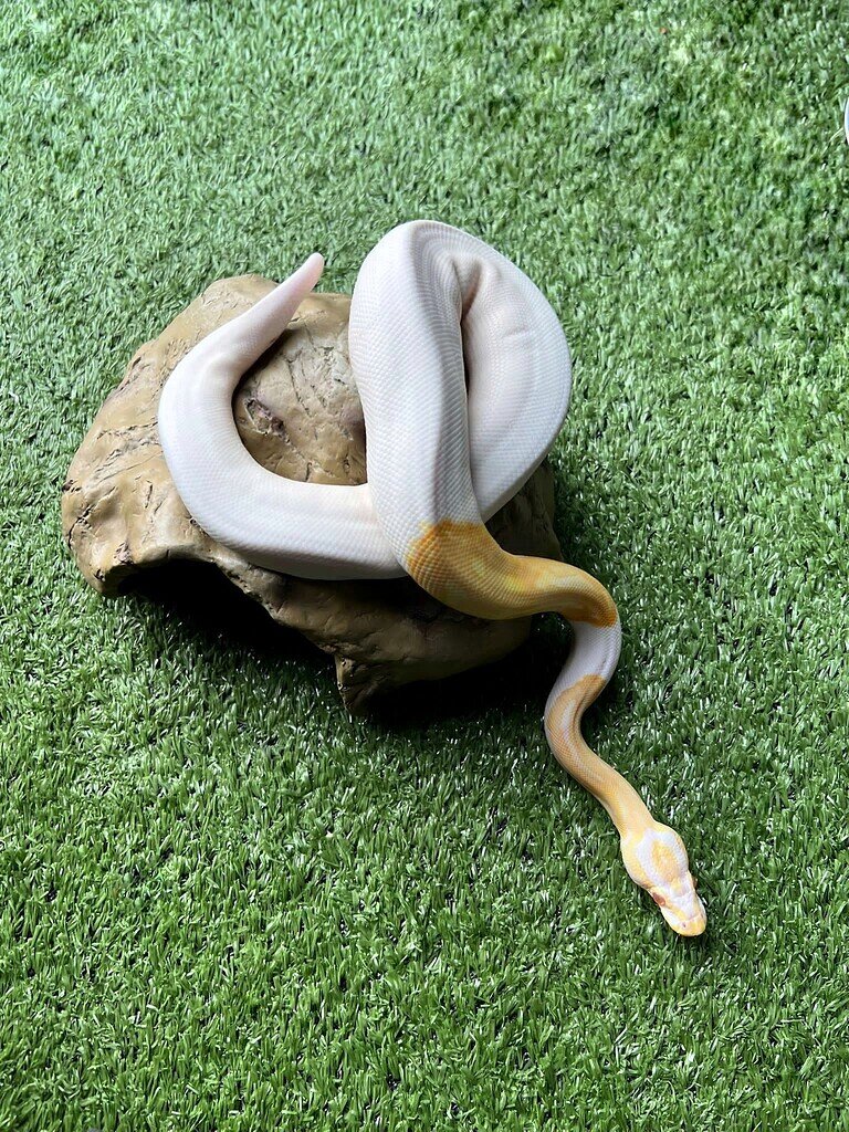 Pied albino morph identification - Ball Pythons - MorphMarket Reptile ...