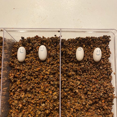 Crested Gecko Eggs