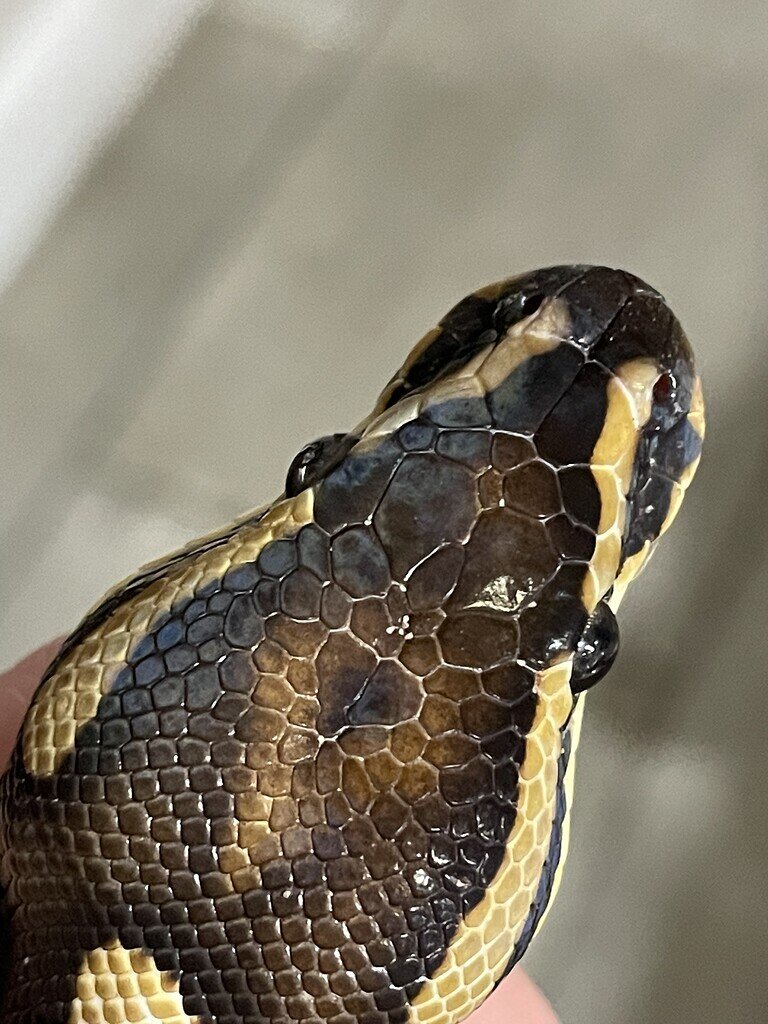 Wood mite advice ball pythons morphmarket reptile community