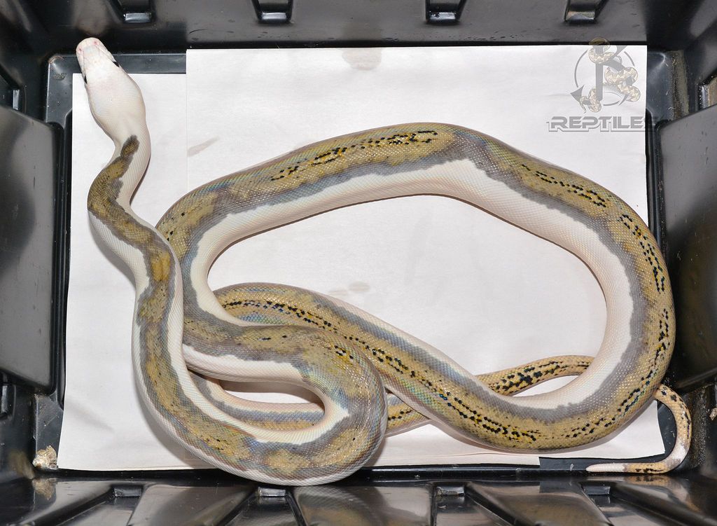 White Headed Platinum Pied - Reticulated Pythons - MorphMarket Reptile ...