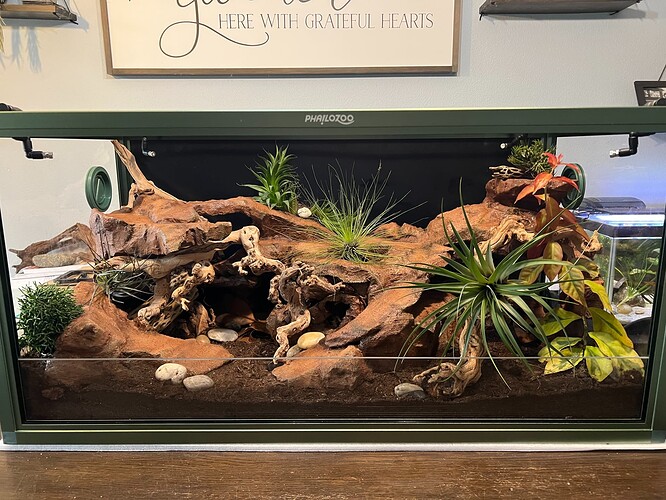 Lizzy Leopard Gecko Complete