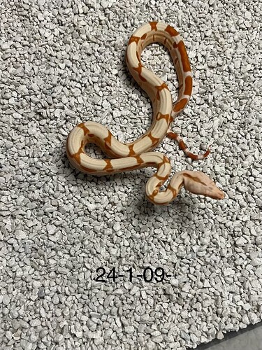 24-01-09sept2024g