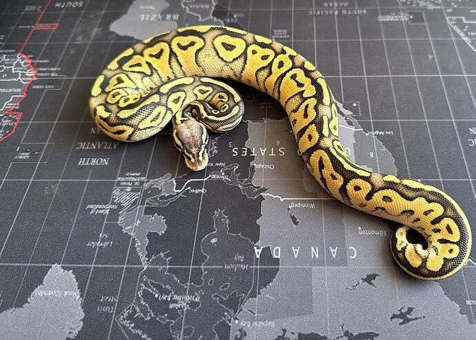 Hurricane Pastel Genesis h Pied