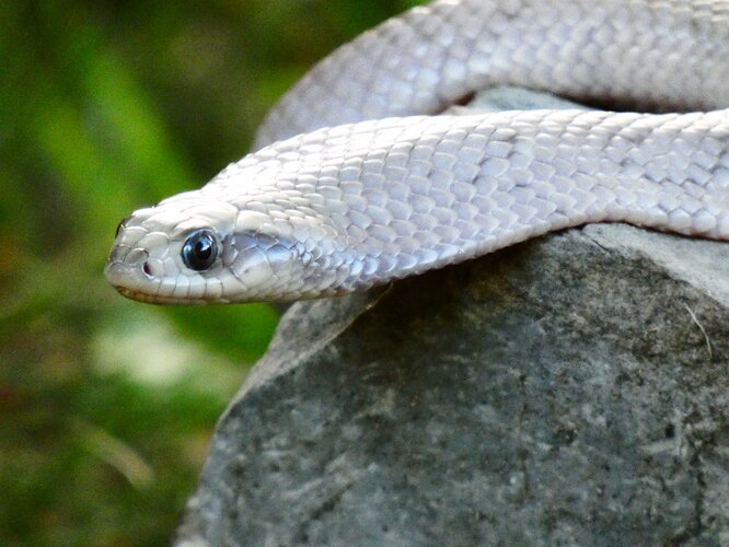 Patternless Lavender False Water Cobra! - Other Colubrids - MorphMarket ...