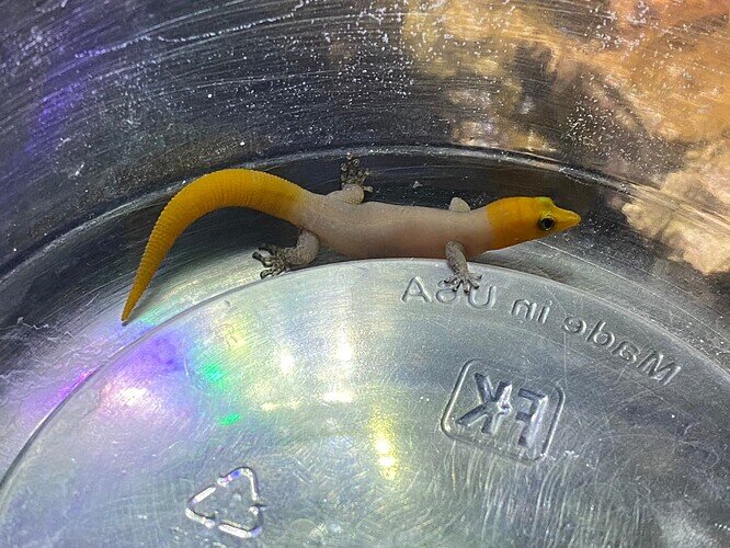 granti_2023male_IMG_0614