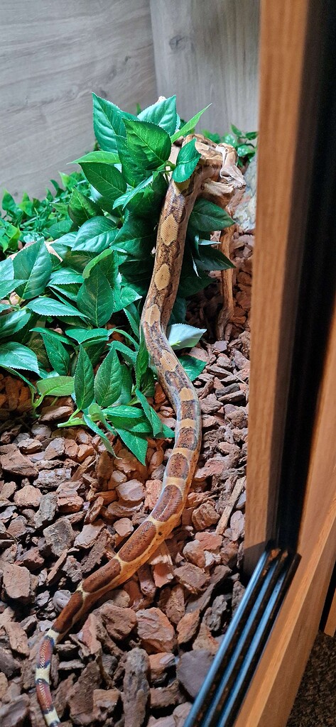 Have I got a nic dwarf, or a Central american boa - Boa