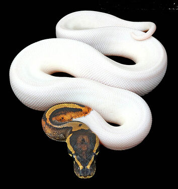 M Pied, Wilbanks, 10.21.22