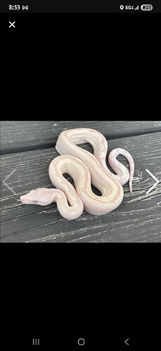 Screenshot_20260415_085343_MorphMarket