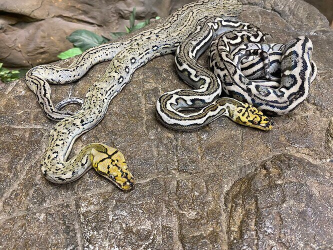 Tiger/sun Rainbow Pair Reticulated Python by Prehistoric Pets